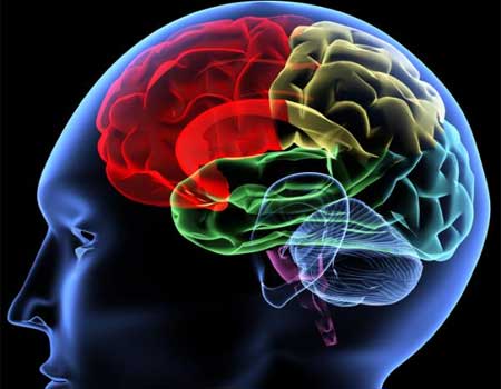 Lee más sobre el artículo Efectos de la adicción en el cerebro
